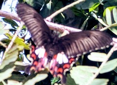Papilio polytes romulus