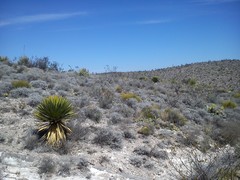 Yucca faxoniana