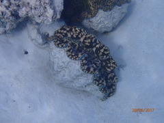 Tridacna derasa