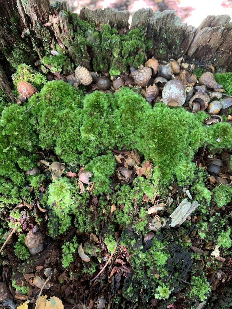 Horn Calcareous Moss from Chestnut Hill Driveway, Boston, MA, US on