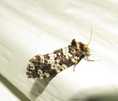 Ardiosteres moretonella
