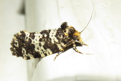 Ardiosteres moretonella