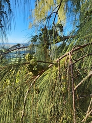 Casuarina equisetifolia, recorded fruiting
