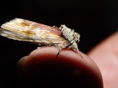 Oedemasia