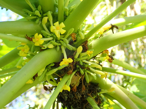 Carica papaya image