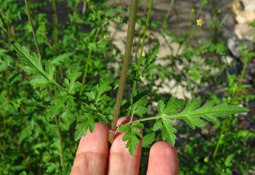 Image of Bigelow's Beggarticks (Bidens bigelovii) by (c) Annika Lindqvist, some rights reserved (CC BY)