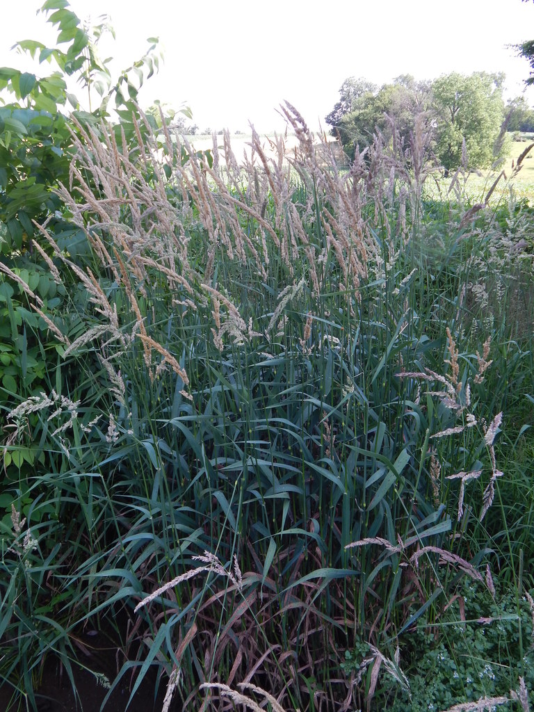 Reed Canarygrass Deer Grove Natural Areas Volunteers Invasive Species Guide · Inaturalist