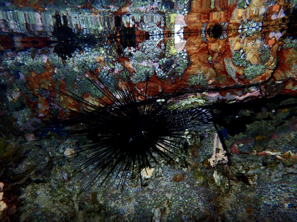 Savigny's Longspine Sea Urchin