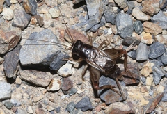 Lepidogryllus parvulus
