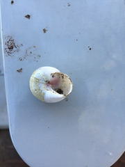 Otala lactea