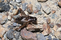 Lepidogryllus parvulus