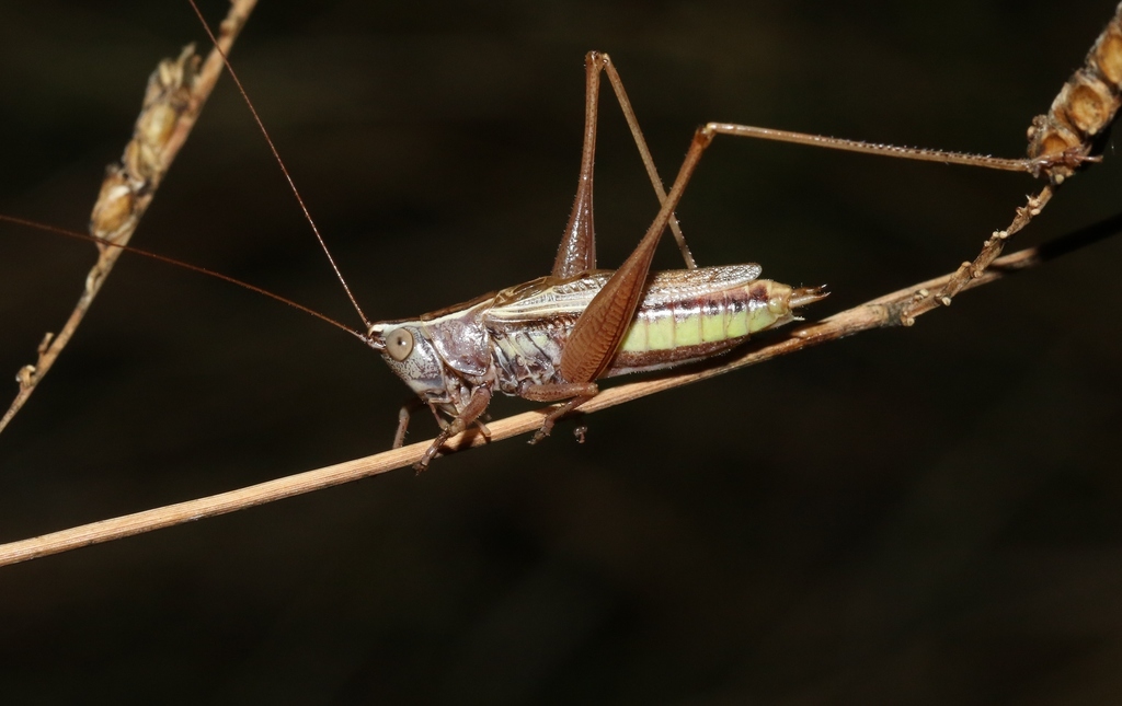 Chloroxiphidion
