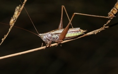 Conocephalus albescens