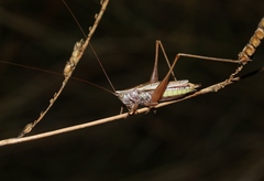 Conocephalus albescens