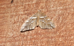 Chalastra aristarcha