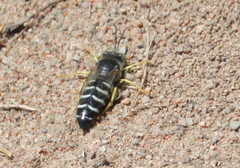 Bembix americana spinolae