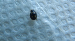 Brachiacantha decempustulata