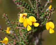 Bossiaea foliosa