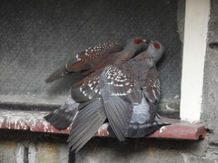 Columba guinea