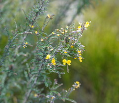 Bossiaea foliosa
