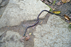Erdis' False Coral Snake photo 2