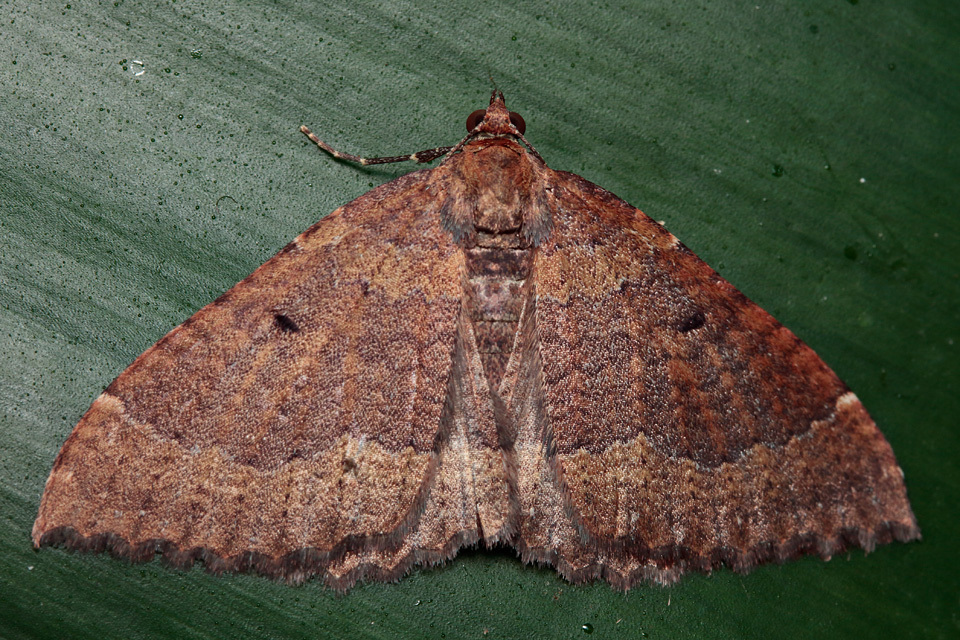 Herbulotina