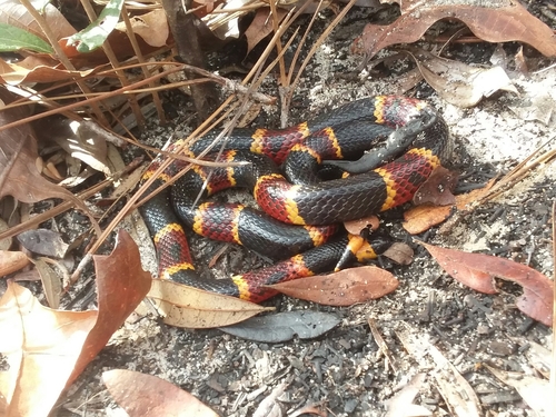 Photo of a Eastern Coral Snake (Micrurus fulvius)