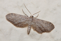 Idaea longaria