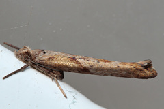 Zelleria wolffi