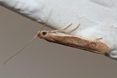Coleophora pseudopoecilella