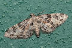 Eupithecia stertzi