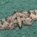 Eupithecia stertzi - Photo (c) jkt, some rights reserved (CC BY-NC), uploaded by jkt
