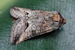 Abrostola canariensis