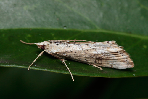 Cornifrons ulceratalis