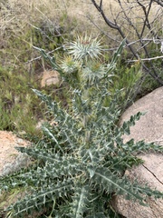 Cirsium neomexicanum