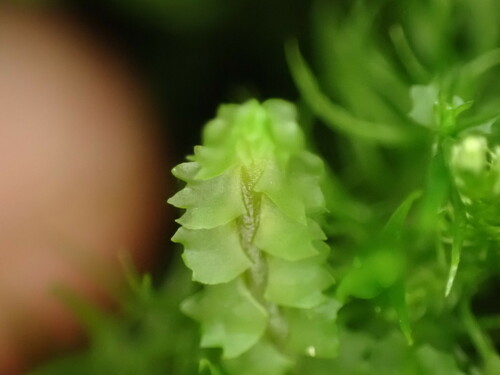 Image of Barbilophozia barbata by (c) Chris Fluit, some rights reserved (CC BY)