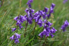 Campanula collina