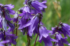 Campanula collina