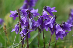 Campanula collina