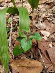 Trillium stamineum