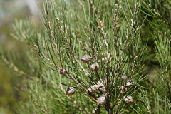 Hakea lissosperma