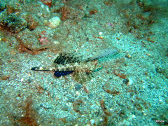 Dactylopus kuiteri
