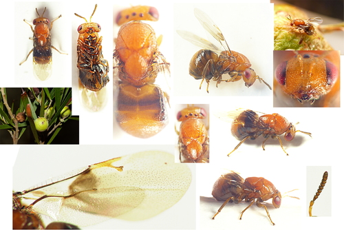 Longleaf Wattle Gall Wasp