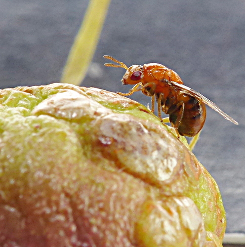 Longleaf Wattle Gall Wasp