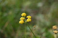 Pastinaca armena
