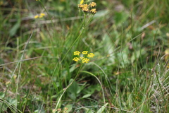 Pastinaca armena