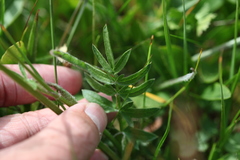 Pastinaca armena