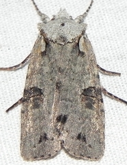 Lithophane querquera