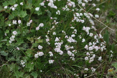 Asperula prostrata