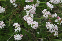 Asperula prostrata